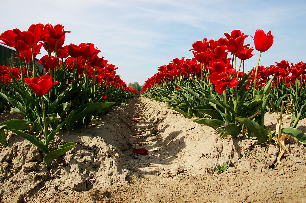 Best Time to Visit The Netherlands